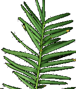 Taxus
